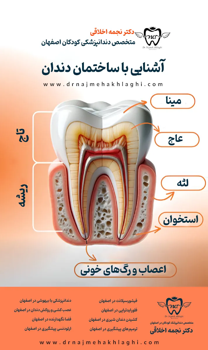 اینفوگرافی ساختمان دندان| دکتر نجمه اخلاقی